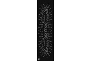 Bro style Vertebrae Griptape