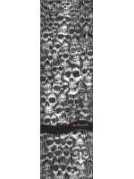 Powell Peralta Color Me Skullz Grip Tape 9